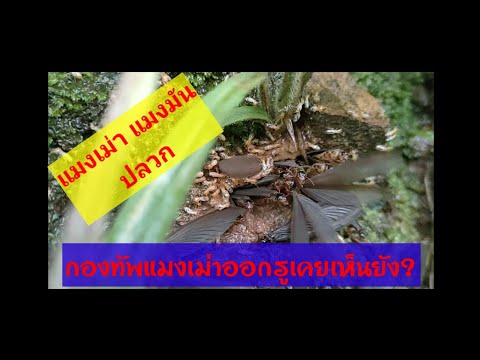 แมงเม่าออกรังมาเป็นกองทัพ แมงเม่าออกรังมาเป็นกองทัพ