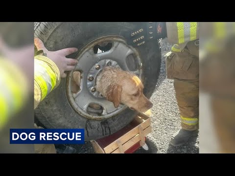Dog stuck in tire rim rescued by first responders in South Jersey