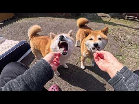 2026年4月14日(火) ドンドン吸い込まれていくはじめての牛レバー🐮