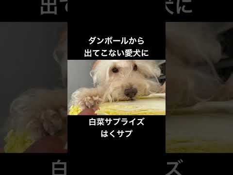 ダンボールから白菜サプライズ！