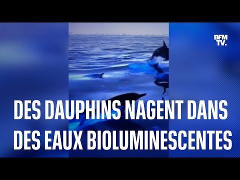 Californie: ces dauphins nagent dans des eaux bioluminescentes