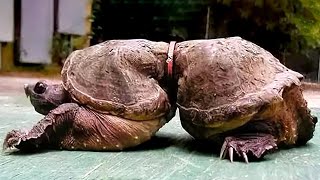 Esta Tortuga Soportó 19 Años De Tortura - Su Historia Te Hará Sonreír y Llorar