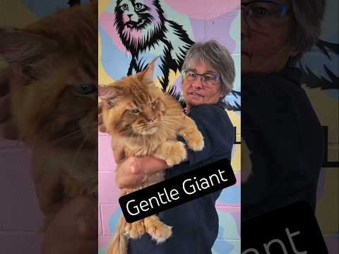 Meet Aslan_ The Sweetest Maine Coon I Know (Now Av Meet Aslan_ The Sweetest Maine Coon I Know (Now Available for Adoption!
@WHPKathysKattery 
Hi, I'm M