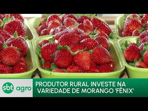SBT Agro 22/01/24: Nova variedade de morango desenvolvida no Brasil promete alívio na inflação