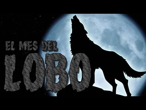 Julio será el Mes del Lobo en Constelación Commodore