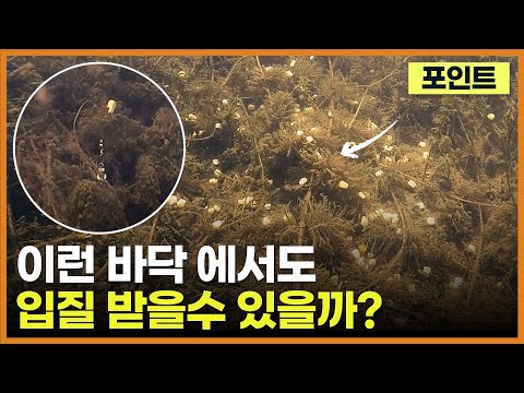 침수 수초 - 지저분한 바닥 2편 (이런 포인트에서 먹이 활동을 할까?)