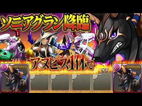 ソニアグラン降臨をアヌビス1体だけでクリアする配信 6日目 【パズドラ】#shorts