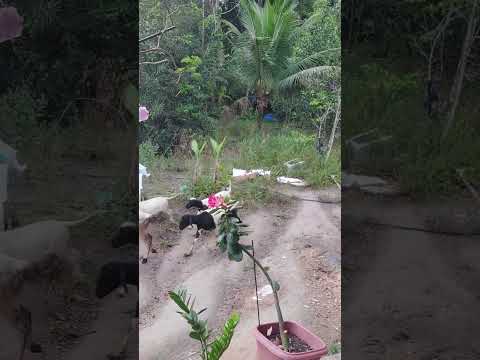 Eita os carneiros 😁🐏🐏🐏🐑🐑🐑😁