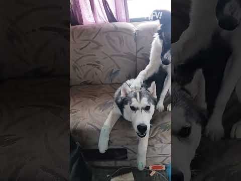 He's not guilty, according to himself π€£ #afv #dogs #funnyvideos #shorts