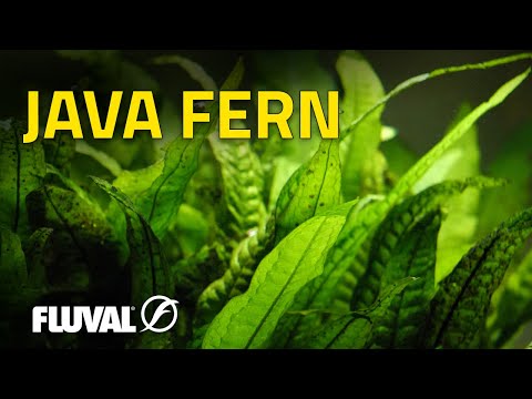 Species Spotlight | Java Fern
