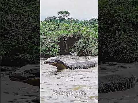 Snakes ☠️ #animaltransformation#trolledit #shorts