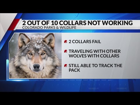 Second Colorado wolf monitoring collar goes offline