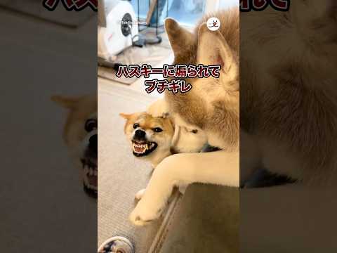 ハスキーに煽られてブチギレ|PECO