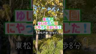 【千葉県松戸市】お花に囲まれたゆいの花公園🌸 #ちばっことじょりん #自然 #公園 #松戸