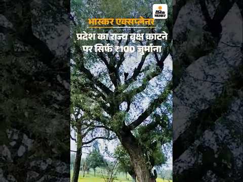 Rajasthan में 'राज्य वृक्ष' काटने पर सिर्फ 100 रुपए जुर्माना: सूखे ठूंठ अंधेरे में जलाए
