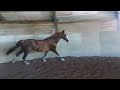 花样骑术马匹 ⭐️Prachtige Vos merrie kwpn tuigpaard 7 jaar⭐️