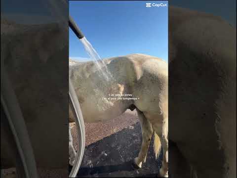 Pour 5 h ou plus 🤣🤣 #horse #horsetraining