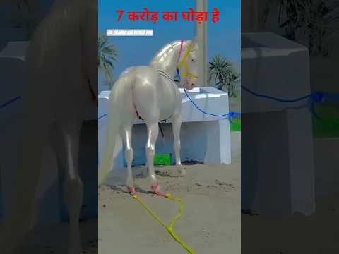 7 करोड़ का घोड़ा 🔥🐎💯 #shorts #ghoda #shortsfeed  #islamicgmworld786