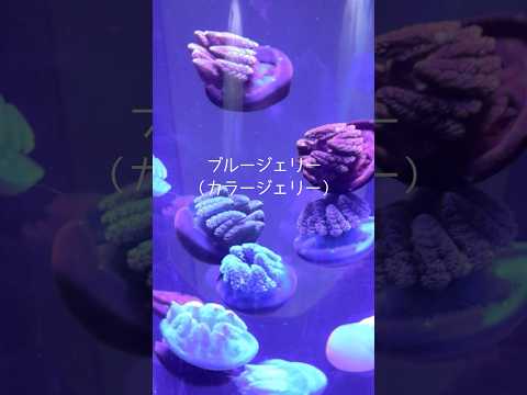 猫の動画サムネイル - 【ブルージェリー】スタッカートのリズムで脈打つクラゲ【サンシャイン水族館】#shorts #水族館