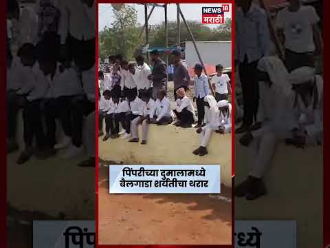 पिंपरी दुमालात बैलगाडा शर्यतीचा धुरळा; महाशिवरात्रीचा मोठा उत्साह! | N18S | Marathi News