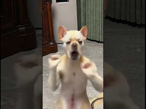 #funny #dankememes #funnypictures #memeclip #funnymemes #memehub #funnyimages #cute #youtubeshorts