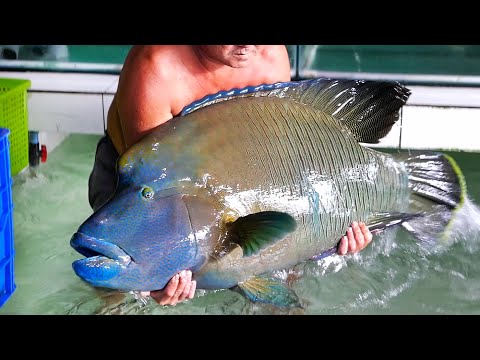GIANT NAPOLEON FISH Vietnamese Food Hang Duong Quan