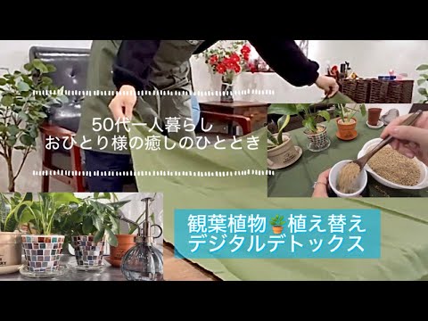 【ひとり時間】50代一人暮らしでやってみたかったこと。観葉植物インテリア🪴