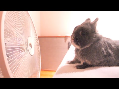 寝室の扇風機が涼しいとわかって、特等席をキープするミミが可愛かった【No.1678】