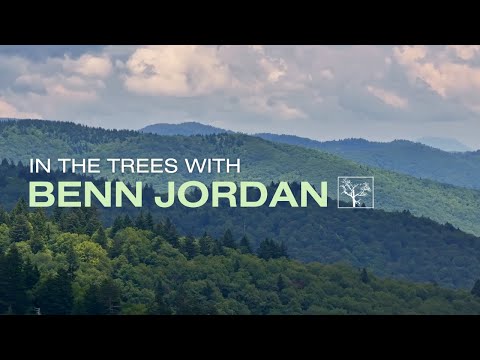 In the Trees with Benn Jordan