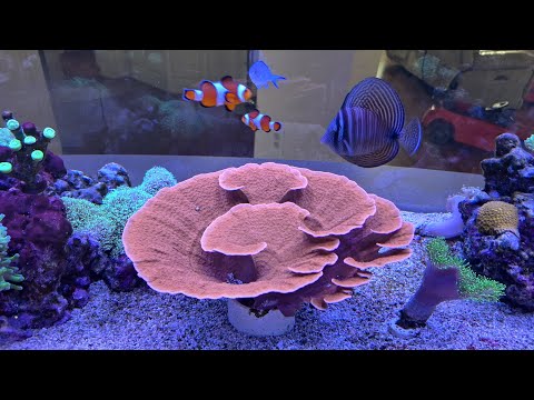 @aquariumsMaintainedbyAndy 2025 highlights so far