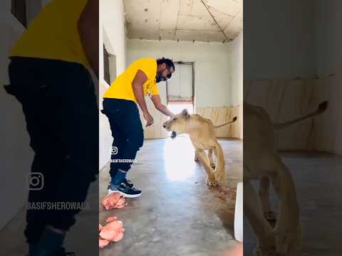 #newsong #song #punjabimusic #music #lion #tigerspotted #bigcats #tiger #jimcorbettwildlifeandna