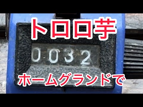 へら鮒釣り トロロ芋で、ホームグランドの 当たりは?