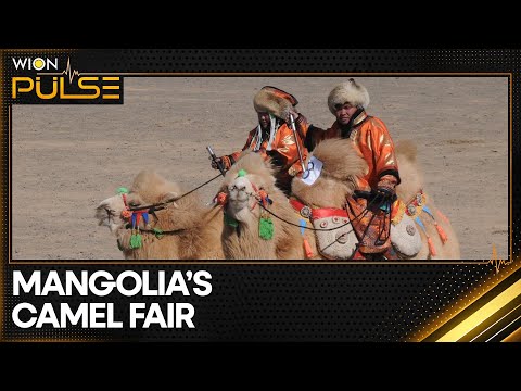 Camel 'Naadam' Fair Kicks Off In Inner Mangolia | WION Pulse | World News