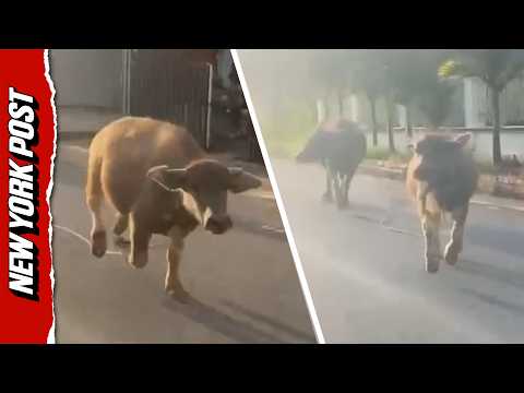 Rampaging Buffaloes Injure Six People in Vietnamese Town Before Being Subdued