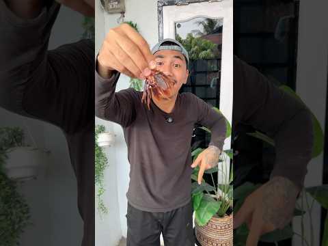 kecoa ular dan jadi gajah