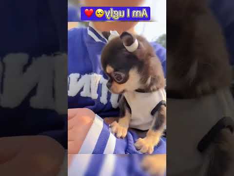 #fyp #bemyfriend #lonely #dog #dogs #cutepuppy #love #tiktok #doglover #lovedogs 7