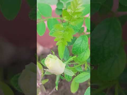White rose flowering #shortsfeed #viralshort #gardning #rose #shortsfeed #flowers #nature #naat