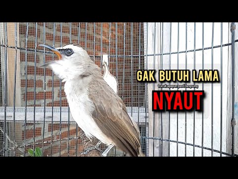 trucukan gacor TARUNG ROPEL PANJANG pancingan trucukan agar bunyi jadikan burung trucuk gacor NYAUT