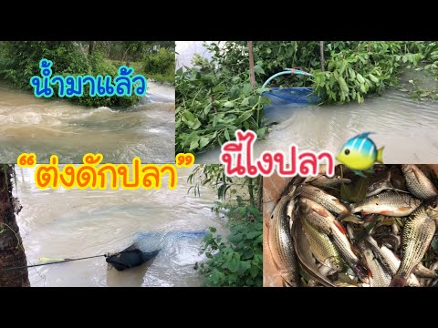 น้ำมาแล้ว-ตามพ่อไปยามต่งดักปลา น้ำมาแล้ว-ตามพ่อไปยามต่งดักปลา