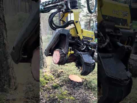 Perfect Pine Cut in Seconds | Harvester at Work #forest #harvester #johndeere #heavymachinery #tree