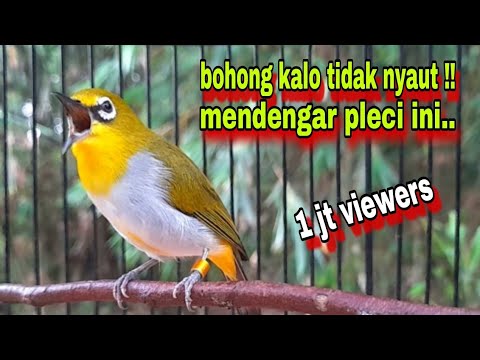 Burung Pleci Gacor Ngalas Nembak || Pleci Bustomi Gacor Mancing Lawan