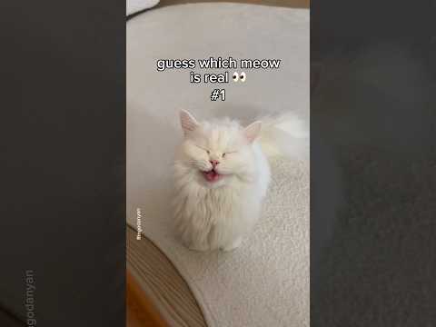 Mom said I get Churu if everyone fails to guess!😻 #shorts #cat #funny
