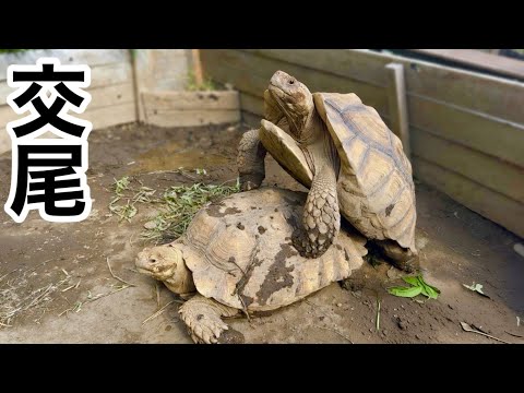 リクガメの交尾の瞬間の撮影に成功しました