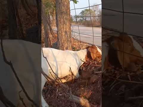 แพะหัวติดอีกแล้วจ้าแพะสัตว์โ