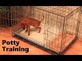 Potty training 2024 apartment crate