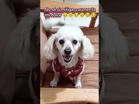 Mi Tobyto 💔 #dog #reels #viralvideo #pets #tobi #shorts #paratii #teextraño #love #perritos #amor