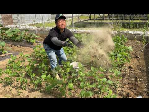 枝豆(エダマメ)栽培・痩せた土地や少ない肥料で大きく育ちます!(肥料と水やり〜病気の防ぎ方)25/6/20