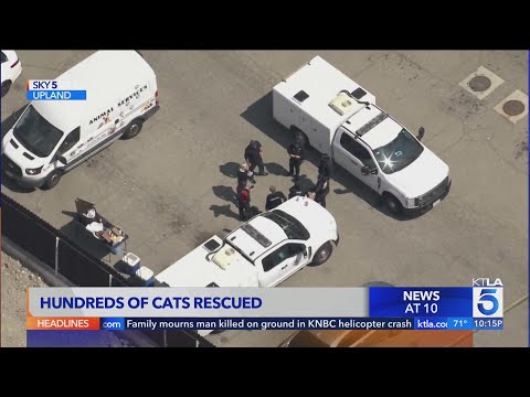 Hundreds of cats rescued in Upland