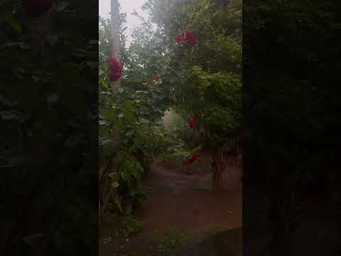 CHUVA PESADA Chegando !!! #shorts #chuvapesada #chuvaparadormir