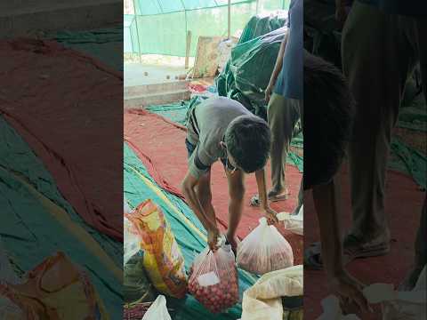 പൈസയുടെ വില അറിഞ്ഞു വളരണ്ടേ കുട്ടികൾ.... #shortsfeed #shortvideo #shorts #agriculture